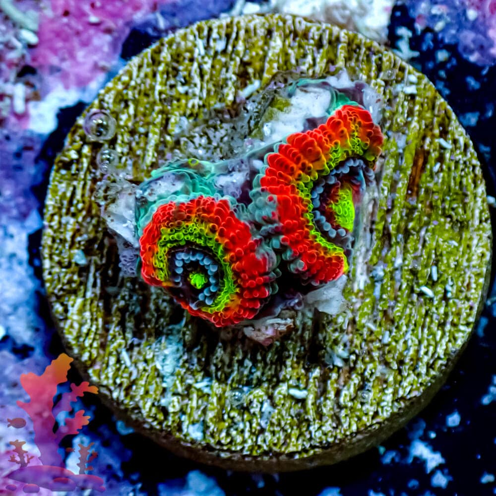 Holy Grail Micromusa – 233087 – Frags 2 Fishes | Live Fish & Corals ...